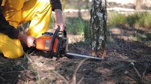 Best Tree Disease Treatment  in Battle Creek, MI