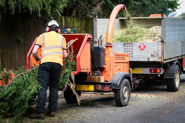 How Our Tree Care Process Works  in  Battle Creek, MI