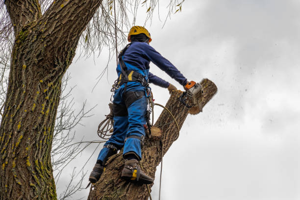 Best Firewood Processing and Delivery  in Battle Creek, MI